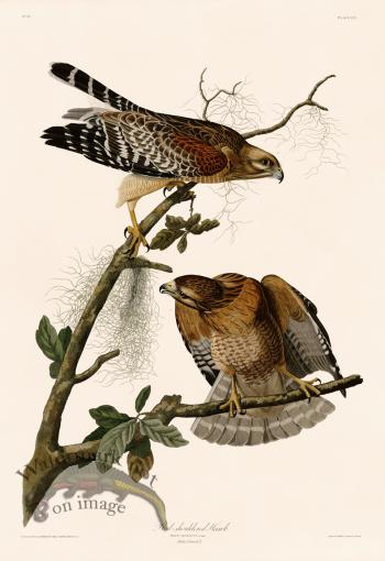 056 Red-shouldered Hawk
